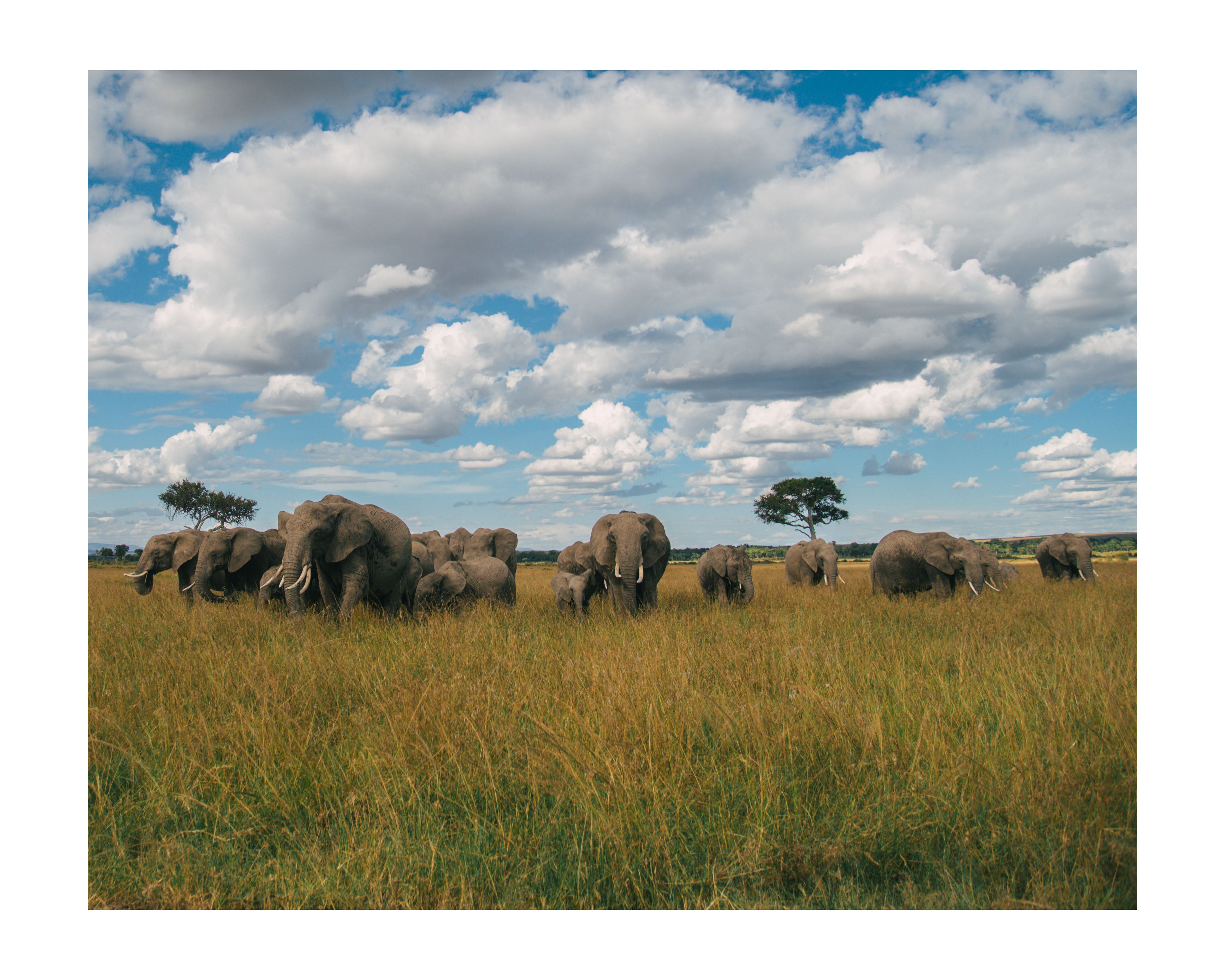 Rahul Prajapati - Sylmara - Grassland Monarchs
